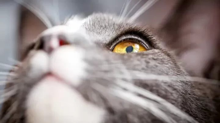 Do Cats Have Eyelashes