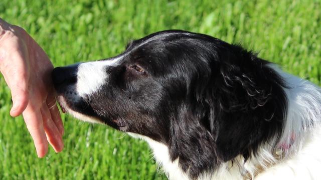 How Far Can A Dog Smell