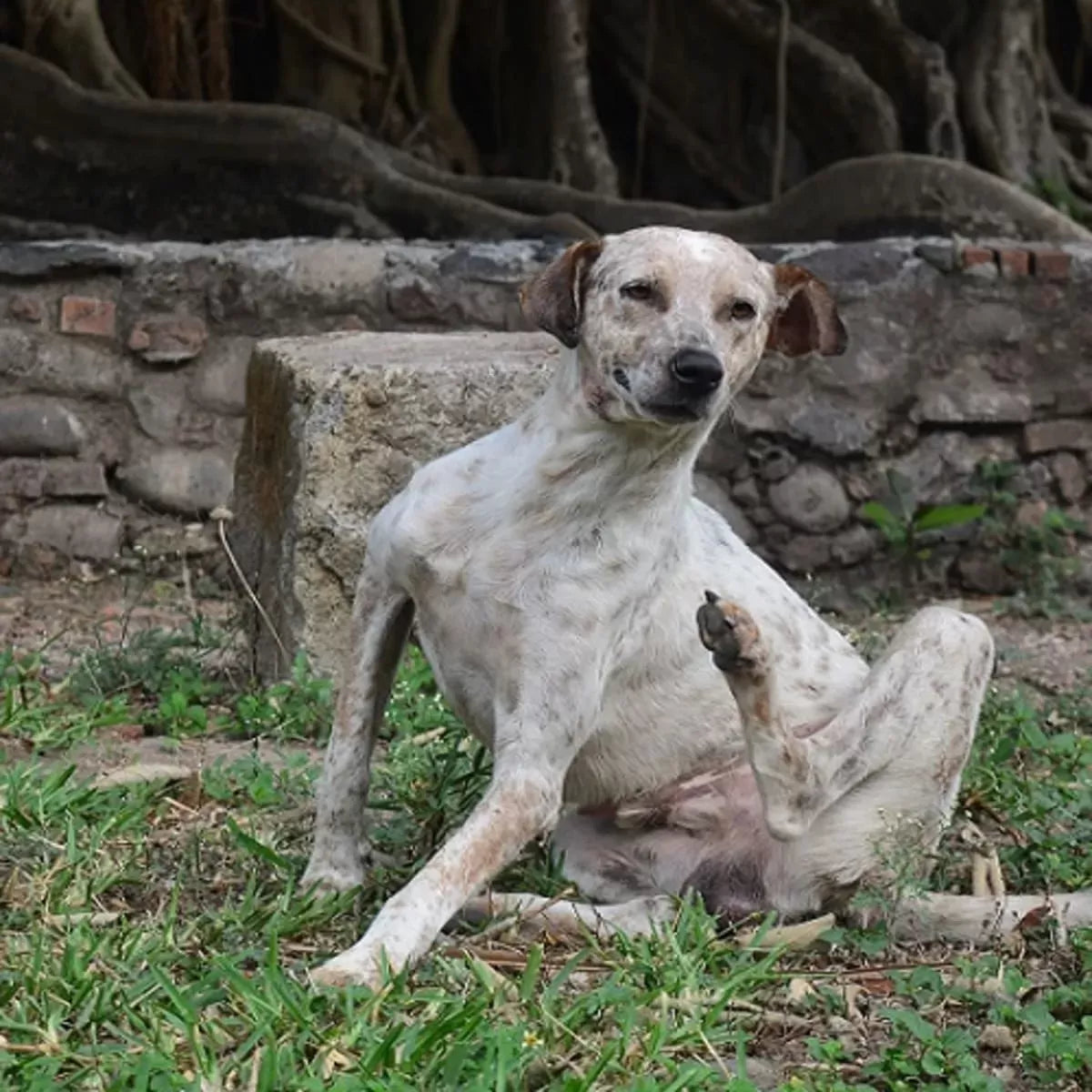 Can Dogs Get Psoriasis
