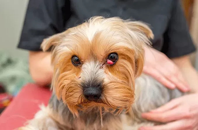 Dog Eye Styes