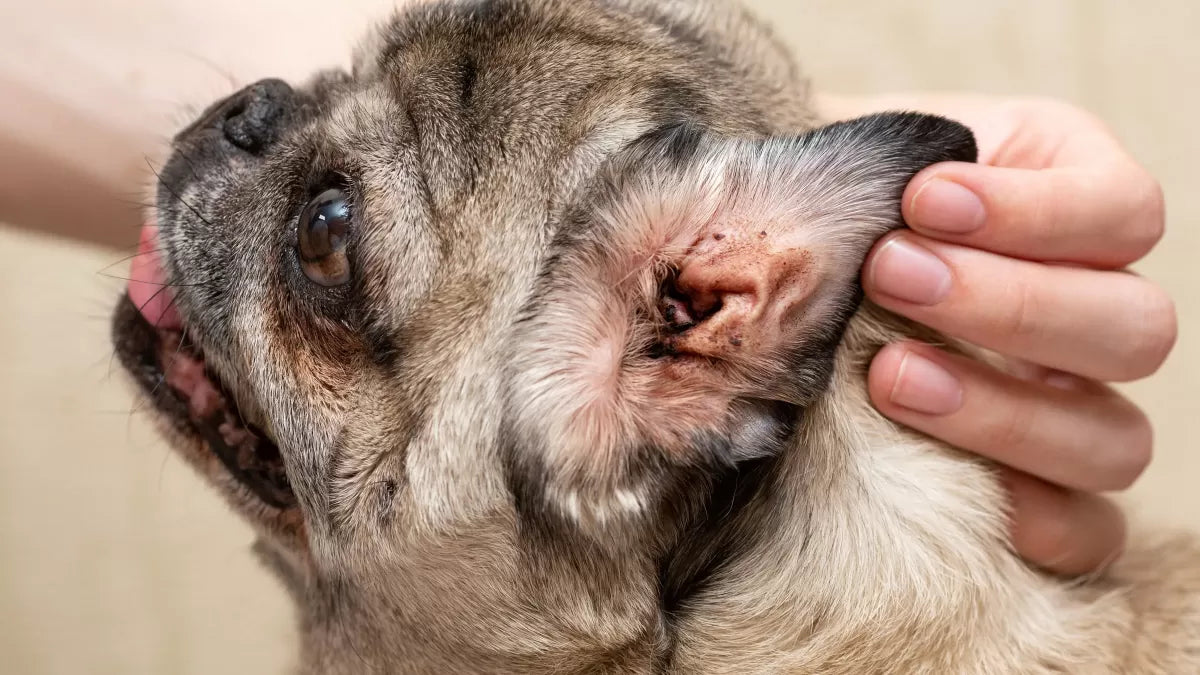 Understanding and Addressing Black Stuff in Your Dog's Ears