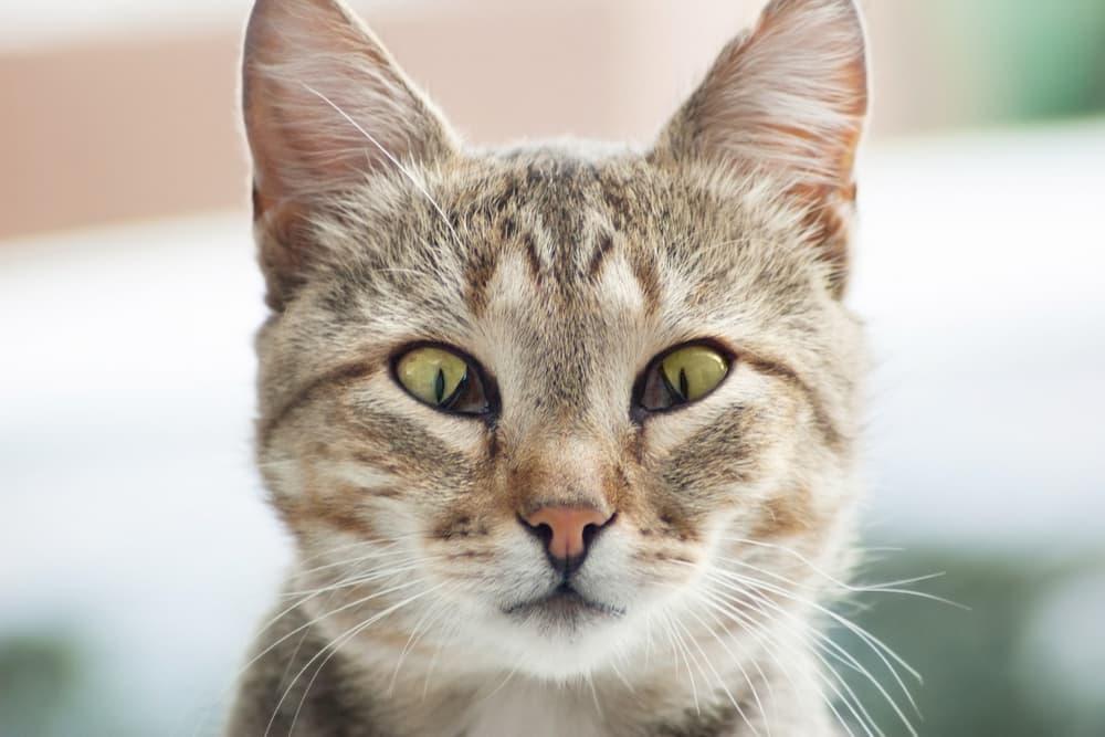Haws Disease in Cats​