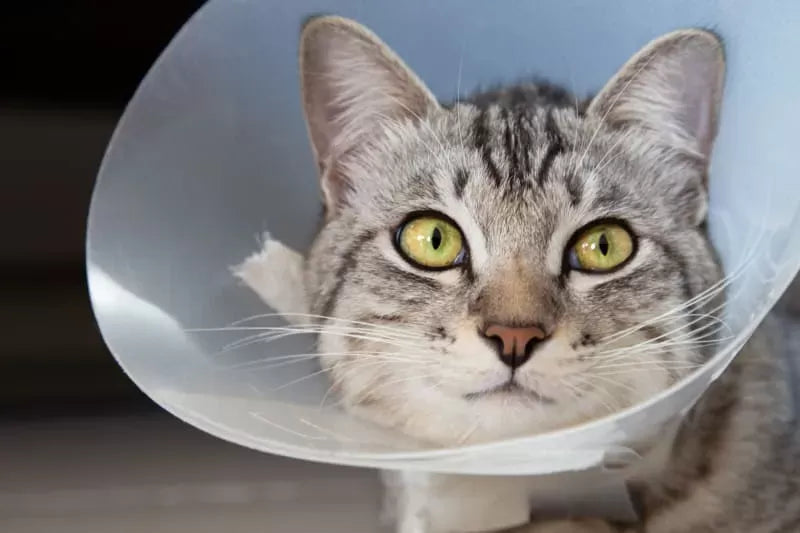 Exploring the Optimal Timing for Cat Spaying: When Is Too Late