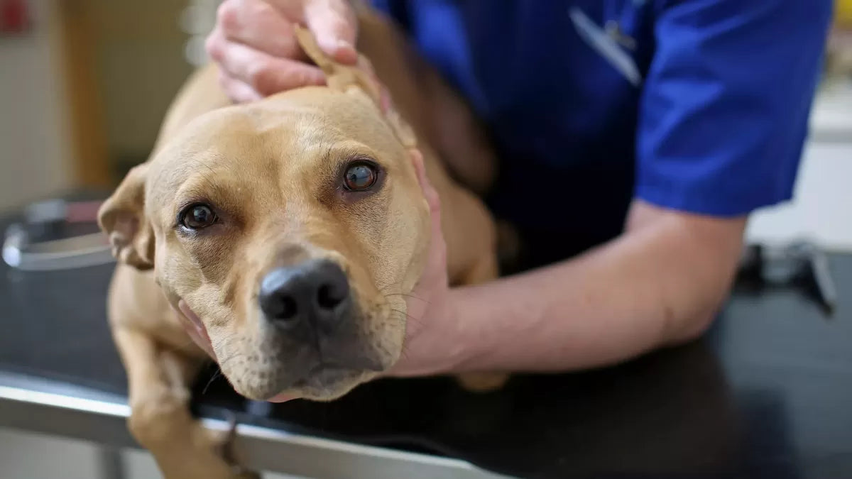 Ear Lice in Dogs