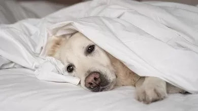 Can Dogs Get PTSD