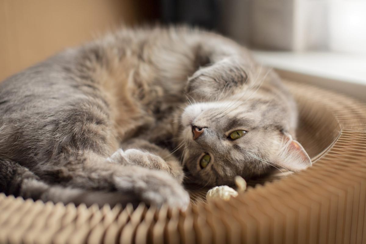 Cat Large Belly Now Small Belly with Bloody Discharge: Causes, Symptoms, and What to Do