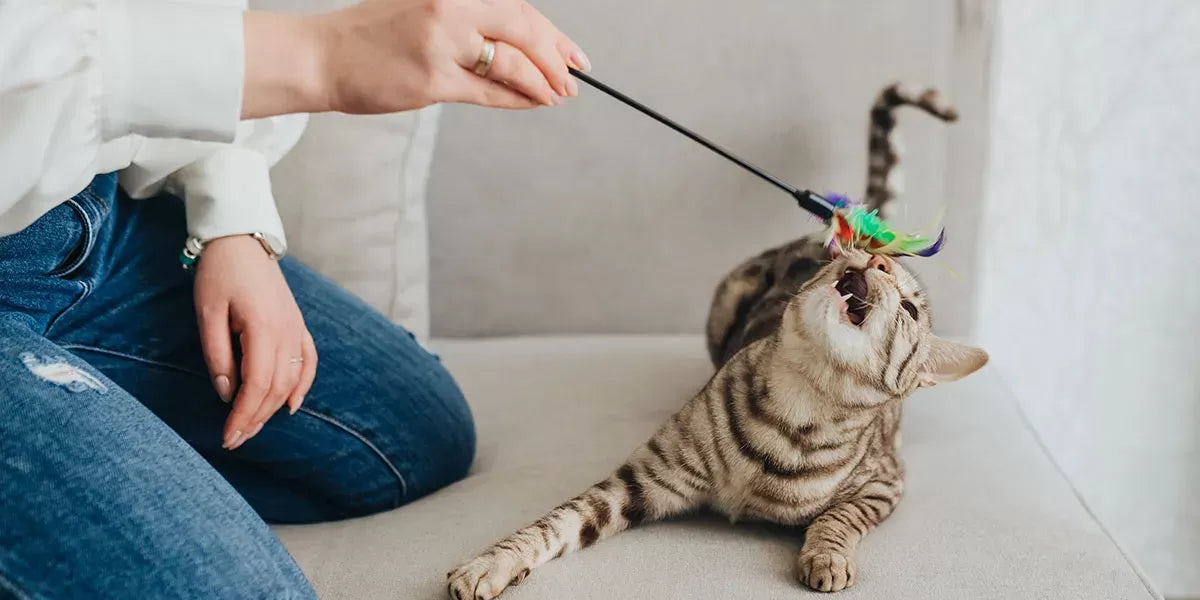 The Ultimate Guide: How to Play with Your Cat