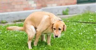 Why is My Dogs Poop Green?