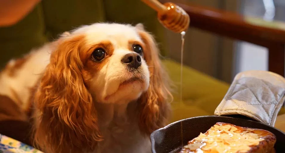 Can Dogs Have Honey