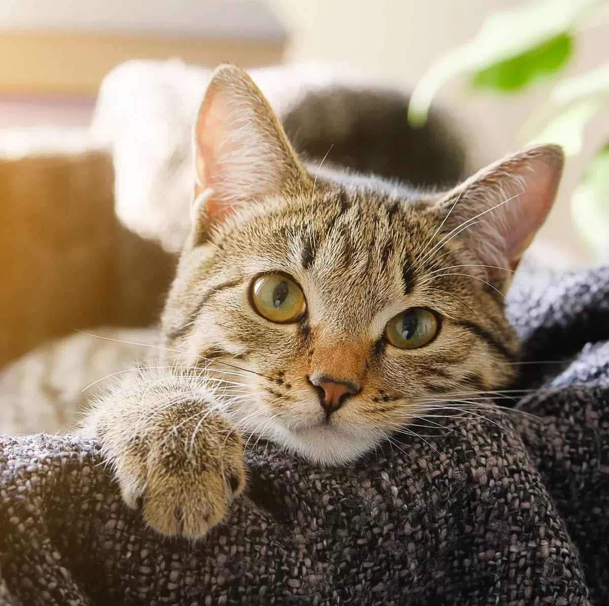 A Comprehensive Guide on How to Make a Cat Like You