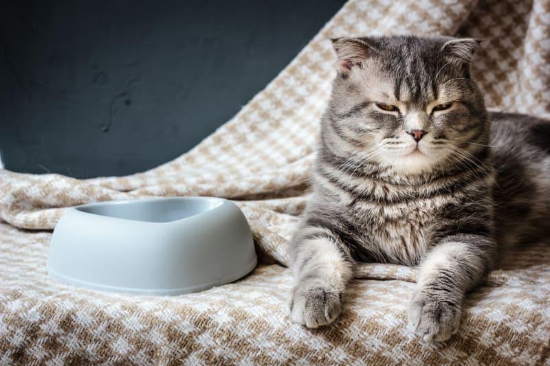 Why Is My Cat Not Eating