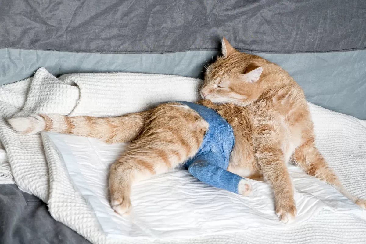 Hip Dysplasia in Cats
