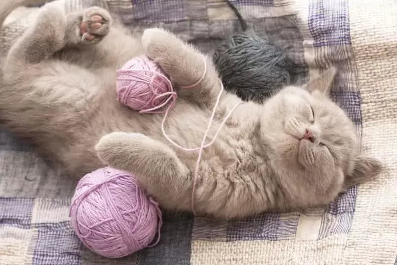 How Do You Know If Your Cat Is Happy