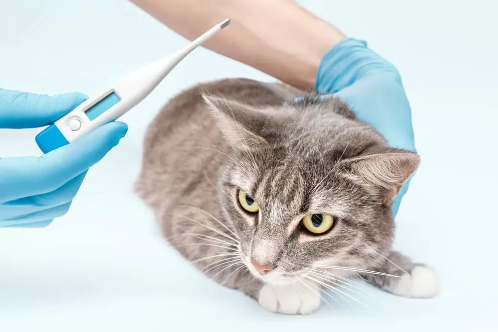 Exploring Body Temperature in Cats: Understanding the Feline Thermoregulation System