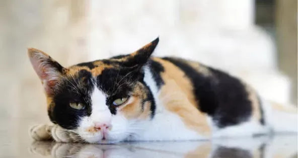 Causes and Solutions for Cats Not Eating or Drinking