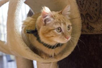 Choosing Cat Enrichment Toys