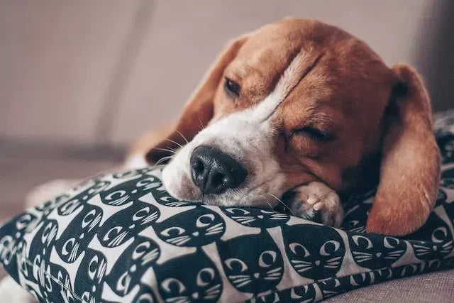 How to Best Comfort a Dog With Pancreatitis