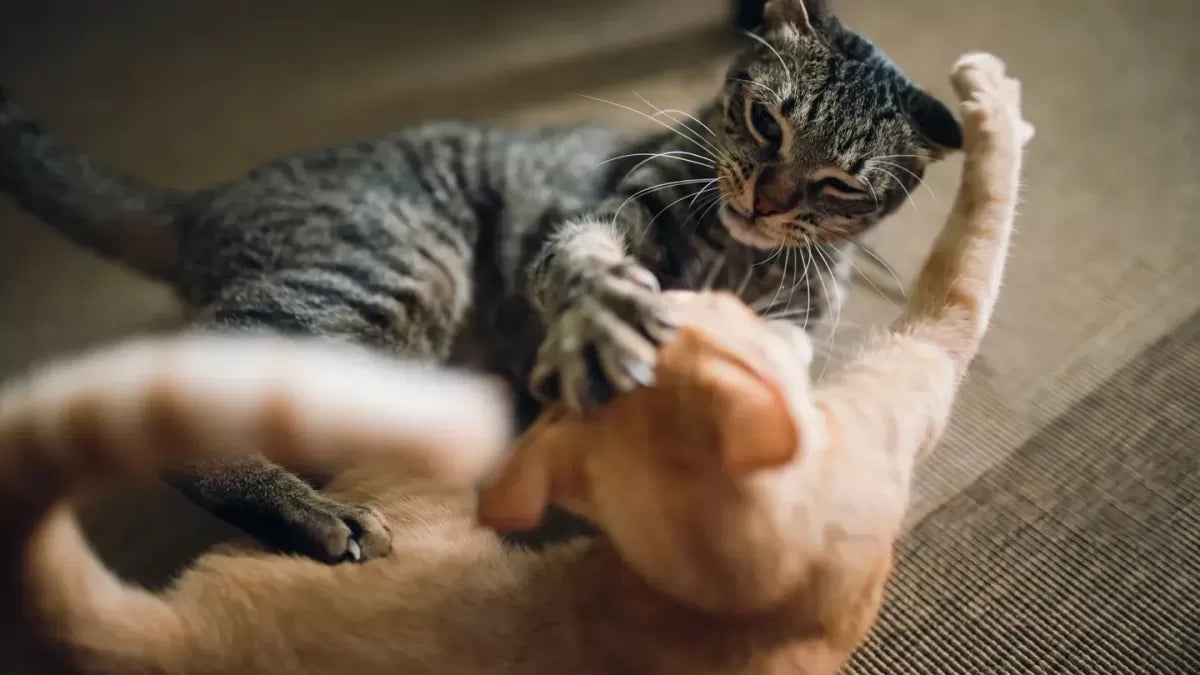 Understanding and Addressing Cat Fighting