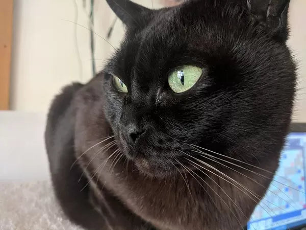 Burmese Black Cat Breeds​