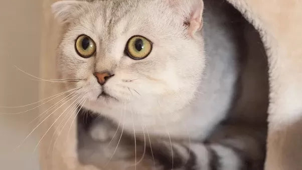 Guide to Care for Scottish Fold Cat