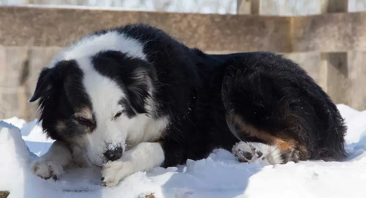 Understanding and Addressing Dog Biting Paw