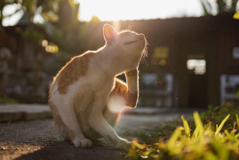 A Comprehensive Guide to Hot Spots on Cats