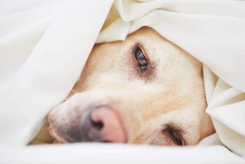 Ruptured Spleen in Dogs