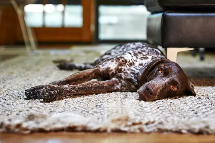 Dog Seizures When to Put Down