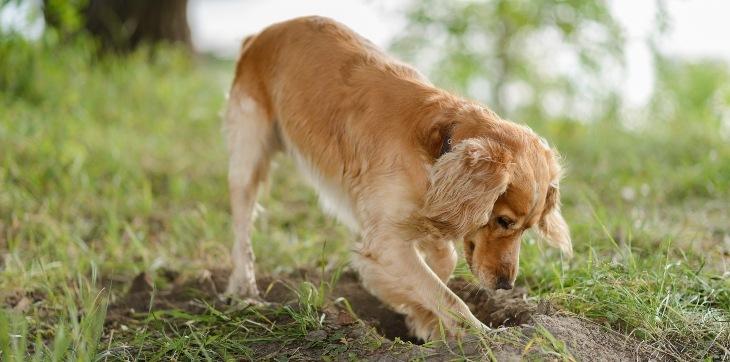 Why Do Dogs Bury Bones