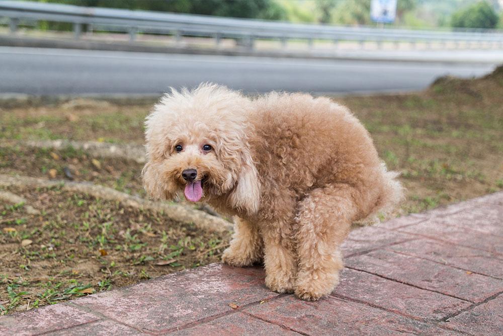 Is White Dog Poop Dangerous