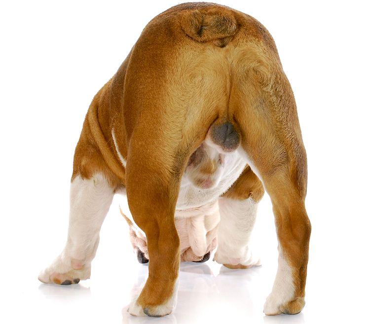 Testicular Torsion in Dogs​