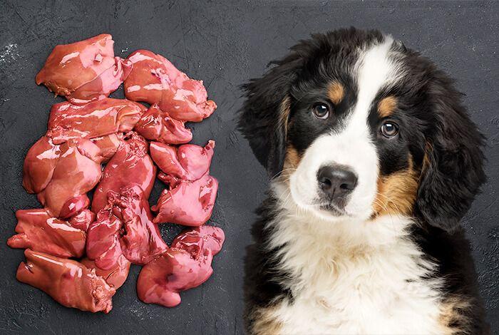 Can Dogs Eat Beef Liver