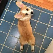 Corgis Sploot: A Delightful Quirk of the Beloved Breed