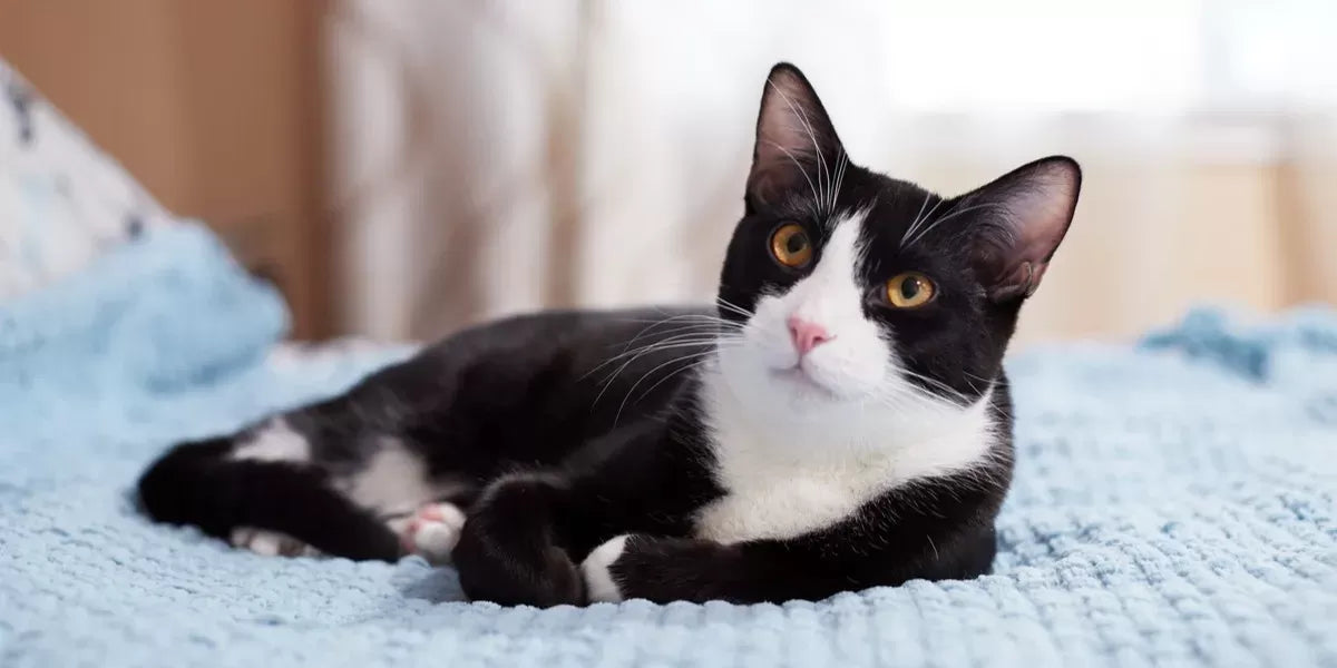 How Long Do Tuxedo Cats Live