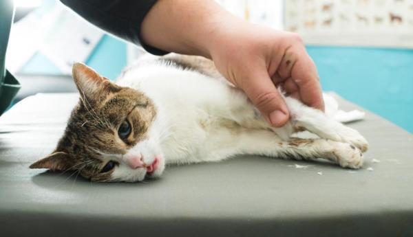 Nutritional Deficiencies and Hot Spots in Cats