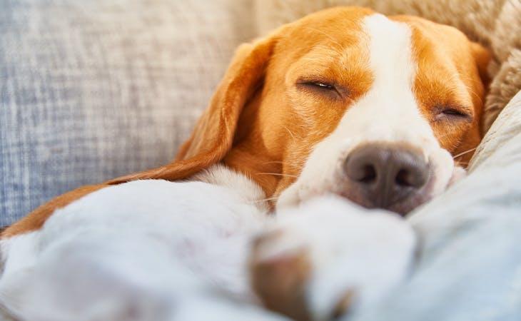 Can Dogs Have Melatonin​