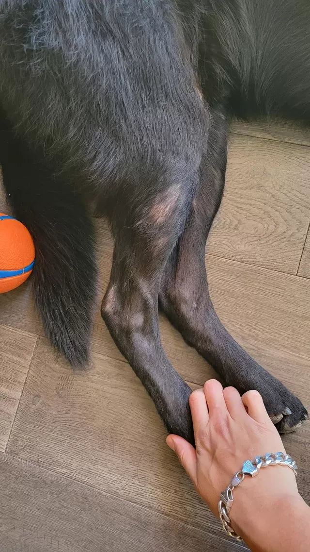 Hair Loss in Dogs Without Itching: Causes, Treatments, and Prevention