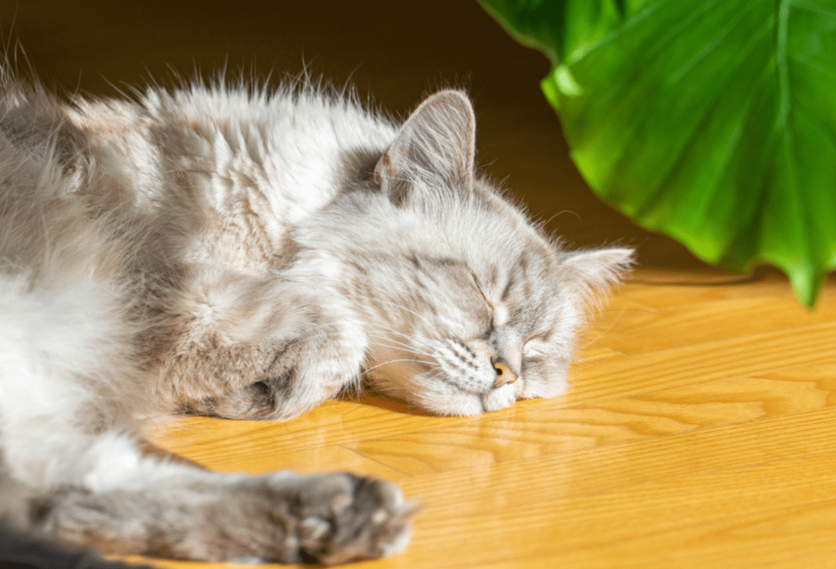 Do Cats Shed More In The Summer