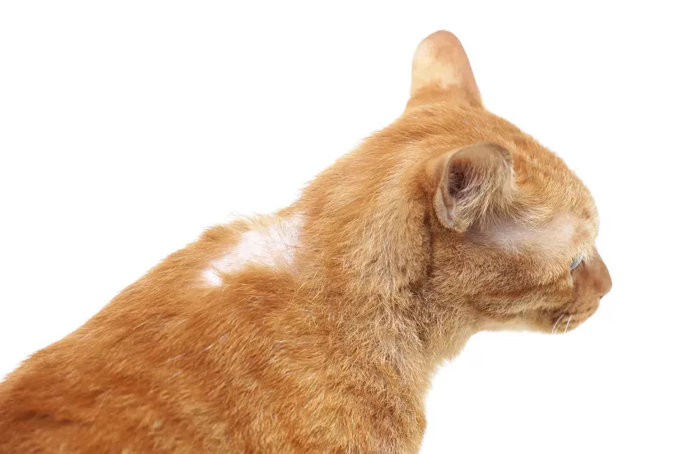 Home Treatment for Cat Hair Loss