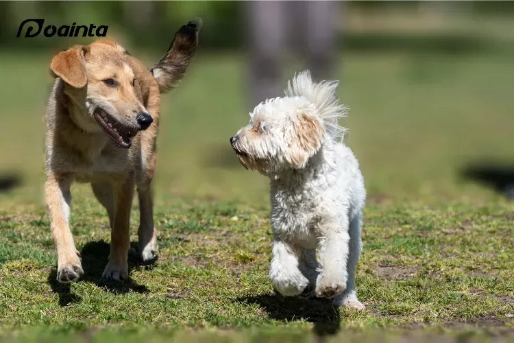 Mites on Dogs: How to Get Rid of Mites on Dogs？