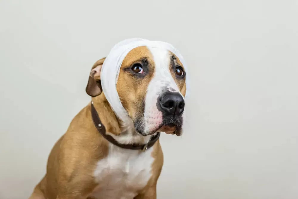 Can Dogs Get Concussions