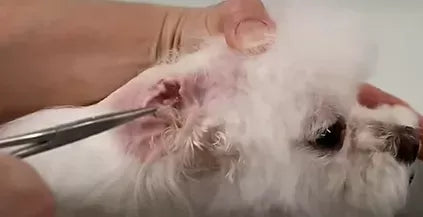 The Importance of Dog Ear Plucking