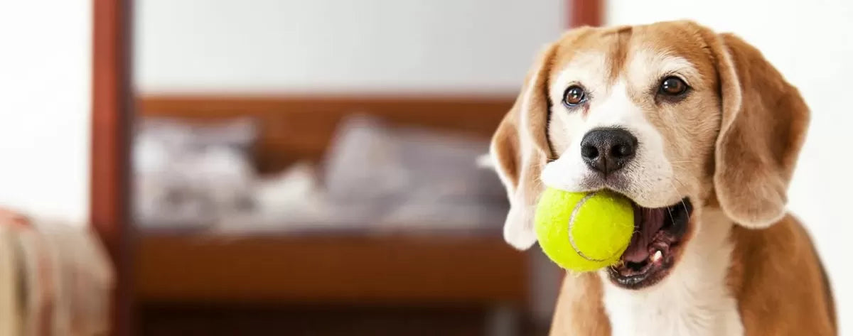 Why Do Dogs Love Tennis Balls