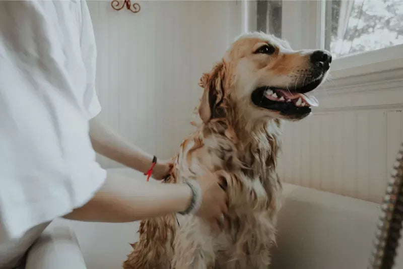 Can You Use Human Shampoo on Dogs