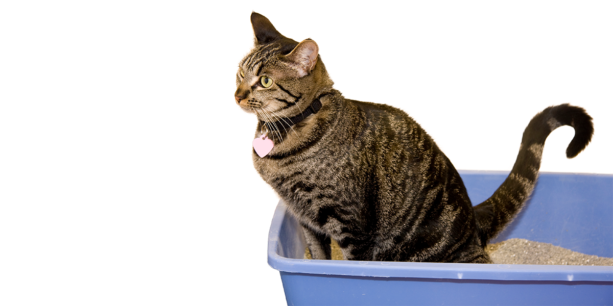 Female Cat Peeing Blood But Acting Normal