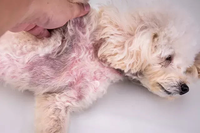 Pyoderma in Dogs Home Treatment