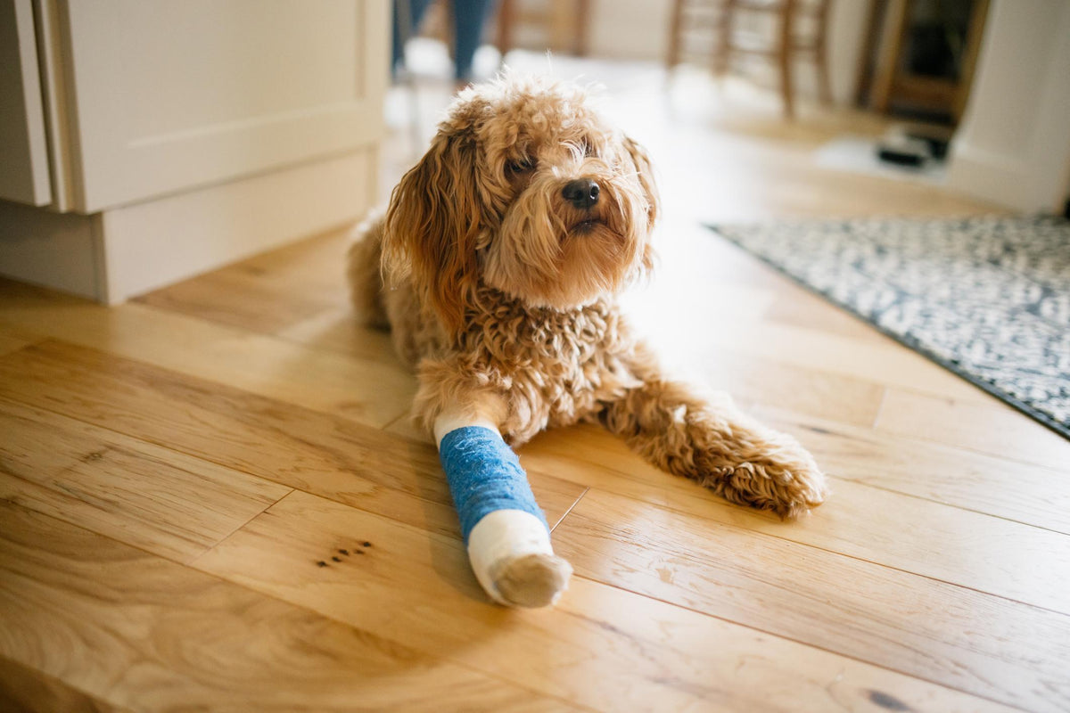 Pulled Muscle in Dogs: Symptoms, Recovery, and Treatment