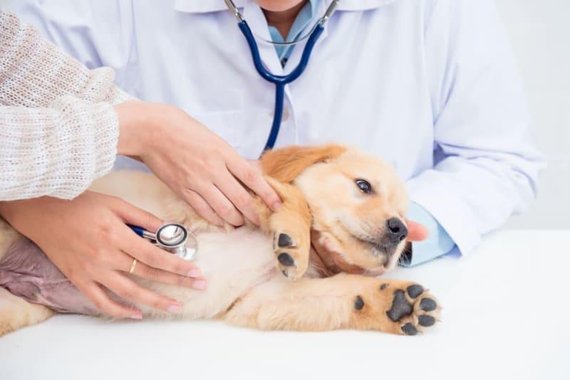 Aortic/Subaortic Stenosis in Dogs