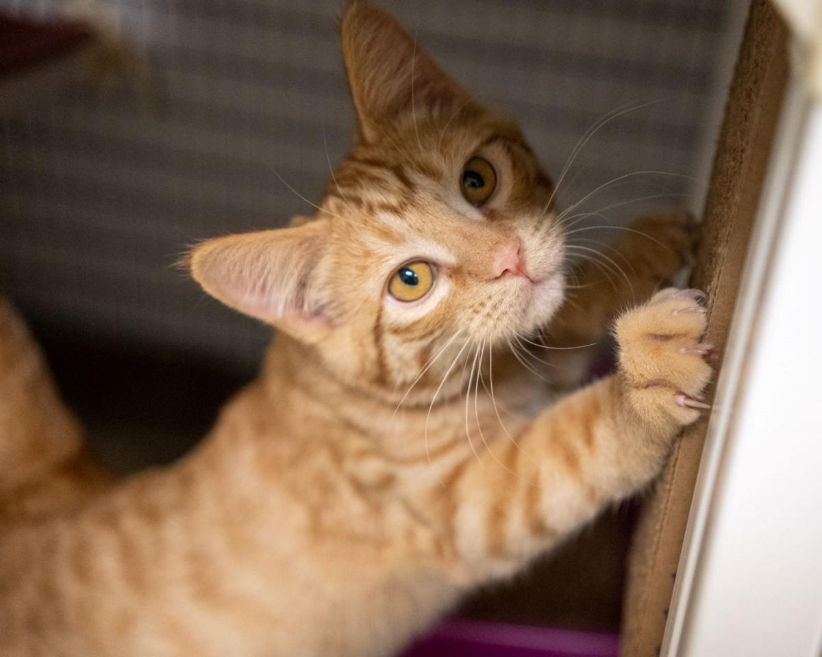 My Adopted Cat Does Not Meow​