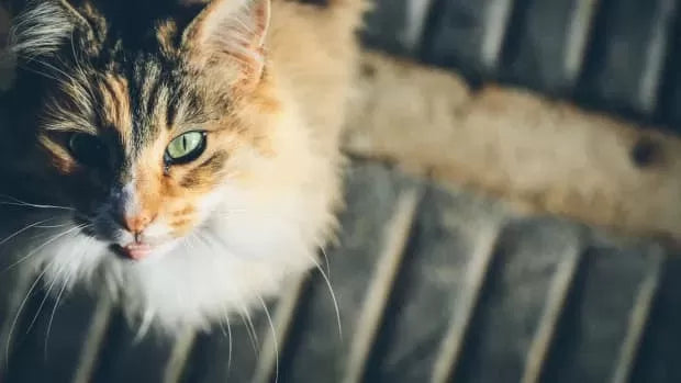 Understanding Solensia for Cats